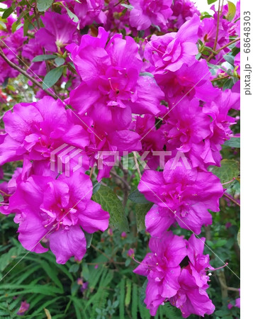 Asalia lilac beautiful bright colors in the garden 68648303
