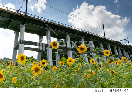 鉄道高架橋とひまわり畑　千葉県大網白里市　日本 68648495