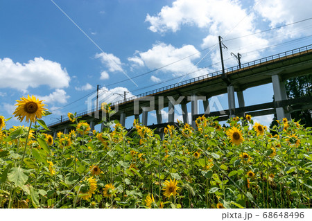 鉄道高架橋とひまわり畑　千葉県大網白里市　日本 68648496