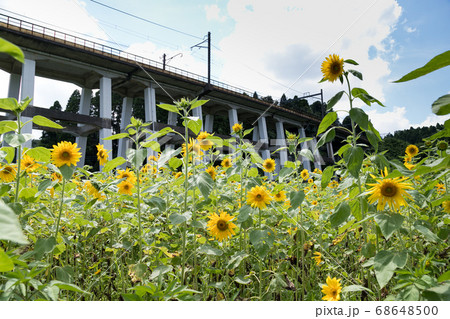 鉄道高架橋とひまわり畑　千葉県大網白里市　日本 68648500