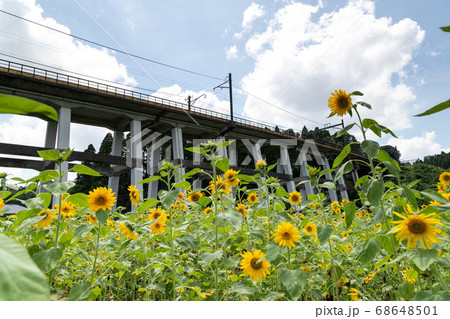 鉄道高架橋とひまわり畑　千葉県大網白里市　日本 68648501