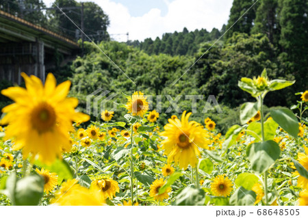 鉄道高架橋とひまわり畑 千葉県大網白里市 日本 鉄道高架橋とひまわり畑 千葉県大網白里市 日本 68648505