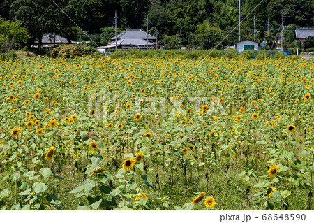 田舎のひまわり畑　千葉県大網白里市　日本 68648590