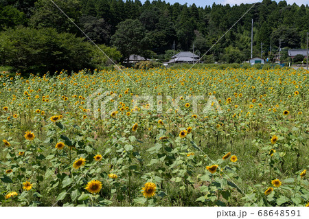 田舎のひまわり畑　千葉県大網白里市　日本 68648591