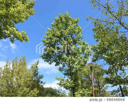 神戸市 西区 西神中央公園 公園 樹木他 神戸市 西区 西神中央公園 公園 樹木他 68648668