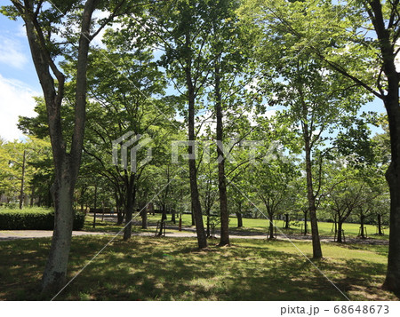 神戸市　西区　西神中央公園　公園　樹木他 68648673