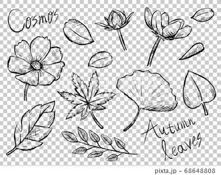 コスモスや秋の植物の白黒手書きイラストイメージのイラスト素材