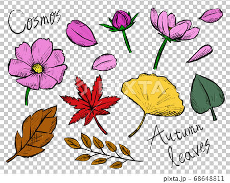 コスモスや秋の植物の手書きイラストイメージのイラスト素材