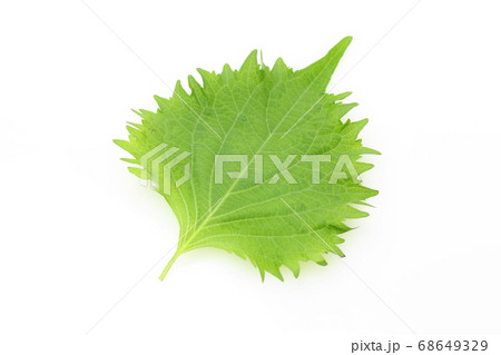 大葉 大葉 68649329