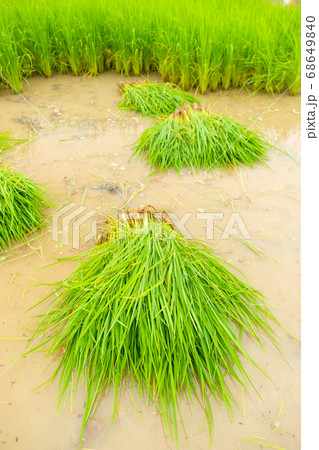 Rice seedlings in rice field.baby paddy. Rice seedlings in rice field.baby paddy. 68649840