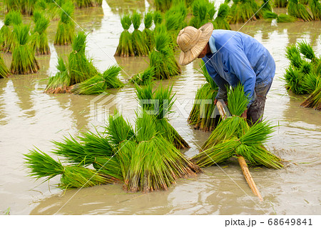 Farmer is preparing a small rice plant to field.paddy rice.Men working outdoors. Farmer is preparing a small rice plant to field.paddy rice.Men working outdoors. 68649841