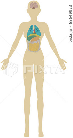 大人の女性の人体図のシンプルなイラストのイラスト素材