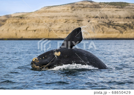 Southern Right Whale emerging and breathing 68650429