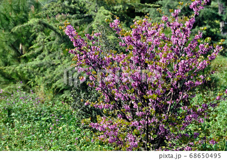 lilac plant flowers spring colors 68650495