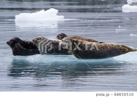 アラスカの流氷の上の野生のアザラシ 68650510