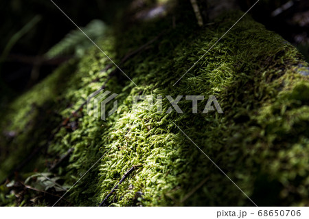 光差す苔 光差す苔 68650706