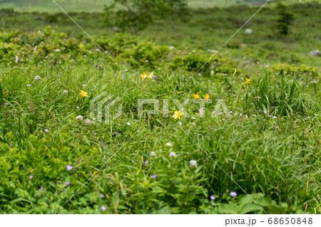 夏の車山高原に咲く高山植物の写真素材
