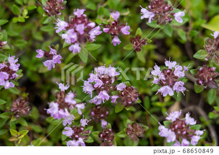 夏の車山高原に咲く高山植物 68650849