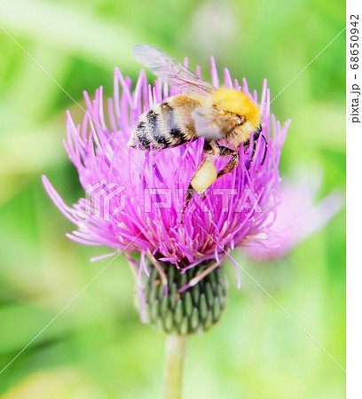 足に花粉だんごをつけて花をむさぼるミツバチの写真素材