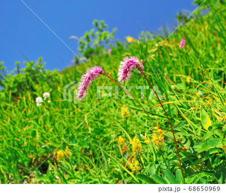 高山の草地に咲く花、カライトソウとキンコウカ 68650969