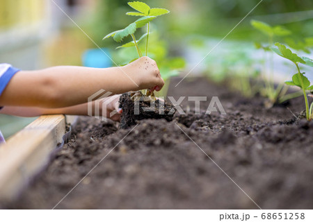 Child planting strawberry seedling in to a fertile 68651258