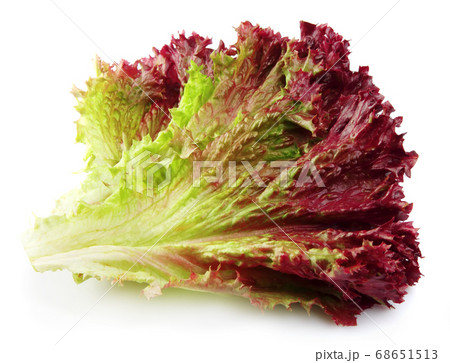 Lettuce salad Lettuce salad 68651513
