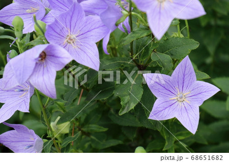 キキョウの花 68651682