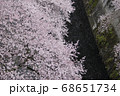 サクラと神田川5 68651734