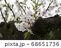 生命力とサクラ 68651736