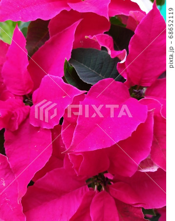 Pink bracts of a tropical flower Poinsetia, a hybrid variety, a gentle pastel background, a floral texture 68652119