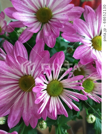 Colorful pink purple chrysanthemum pattern in flowers park. Cluster of pink purple chrysanthemum flowers. Colorful pink purple chrysanthemum pattern in flowers park. Cluster of pink purple chrysanthemum flowers. 68652130