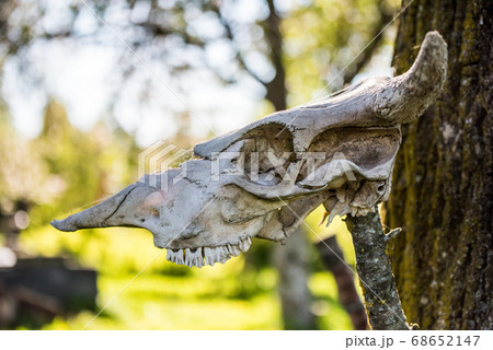 Horned cow head skeleton hanging on wood. 68652147