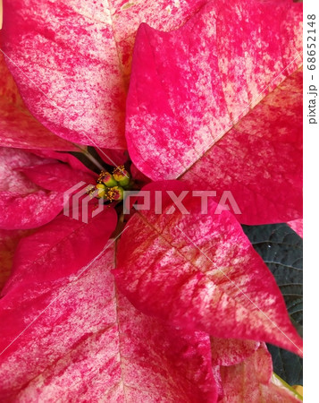 Flowers and pink petals of a poinsetia hybrid. Panorama. Background texture 68652148