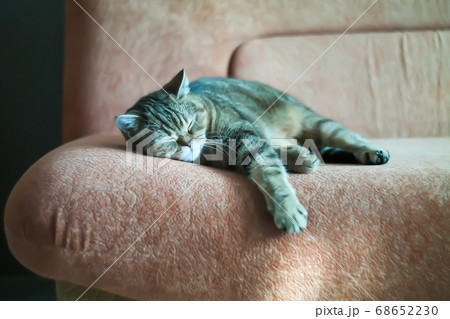 British cat snugly lies and sleeps on the sofa 68652230