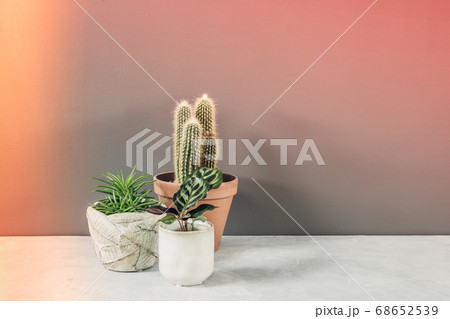 Collection of various cactus and succulent plants in different pots. Home decor and gardening concept. 68652539