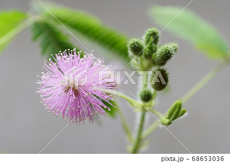 オジギソウの花① 68653036