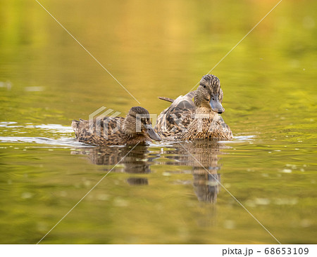 Wild ducks at a pond 68653109