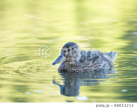 Wild duck at a pond 68653213