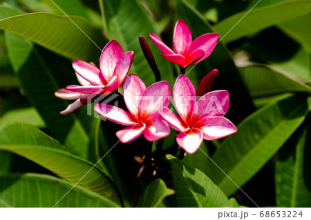 Pink Plumeria flowers in natural light 68653224