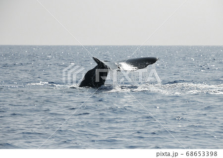 マッコウクジラの潜水 68653398