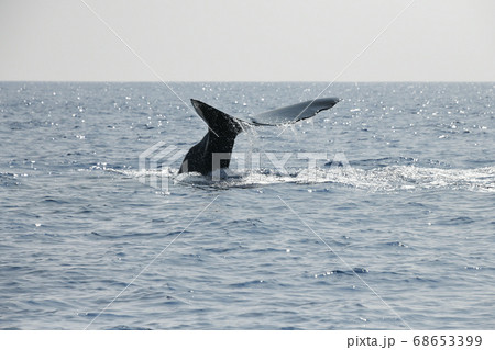 マッコウクジラの潜水 68653399