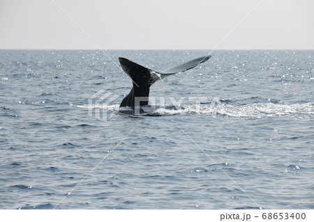 マッコウクジラの潜水 マッコウクジラの潜水 68653400