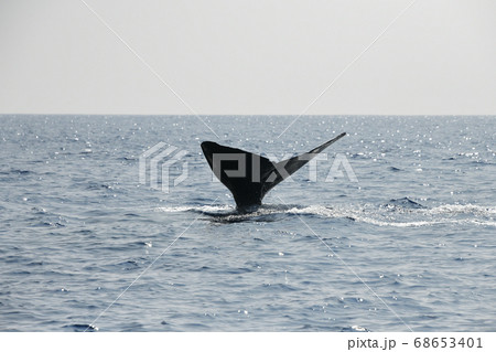 マッコウクジラの潜水 マッコウクジラの潜水 68653401