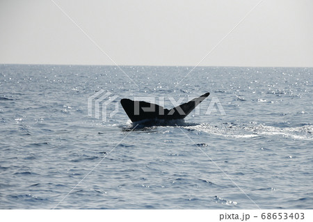 マッコウクジラの潜水 68653403
