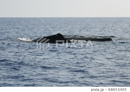 3頭で泳ぐマッコウクジラ 68653405