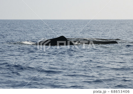 3頭で泳ぐマッコウクジラ 68653406