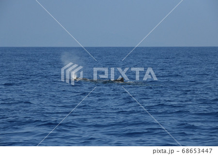 マッコウクジラのブロー 68653447