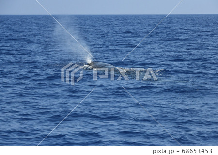 後方からのマッコウクジラのブロー 68653453