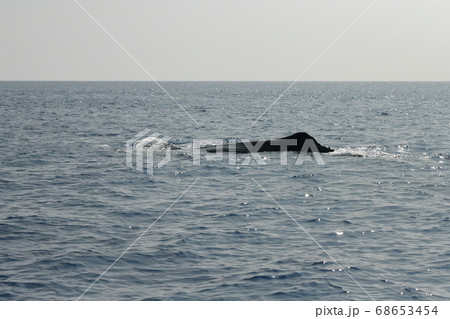 潜水を始めるマッコウクジラ 68653454