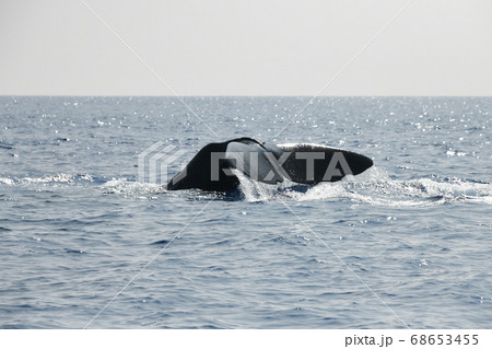マッコウクジラの潜水 68653455